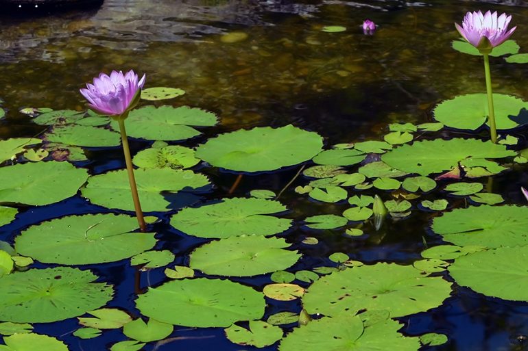 Lily Pad Strategy A Smarter Way to Make the Leap to Growth Newry