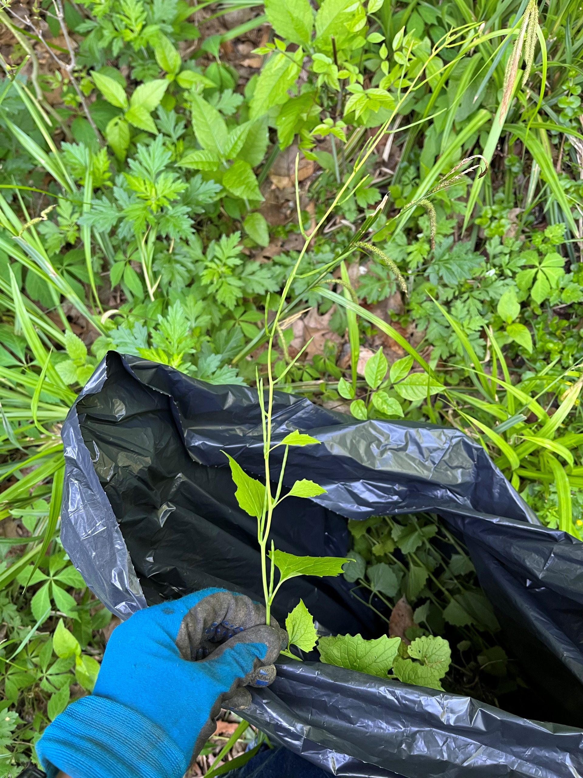 Invasive garlic mustard plant - 2022 Newry review